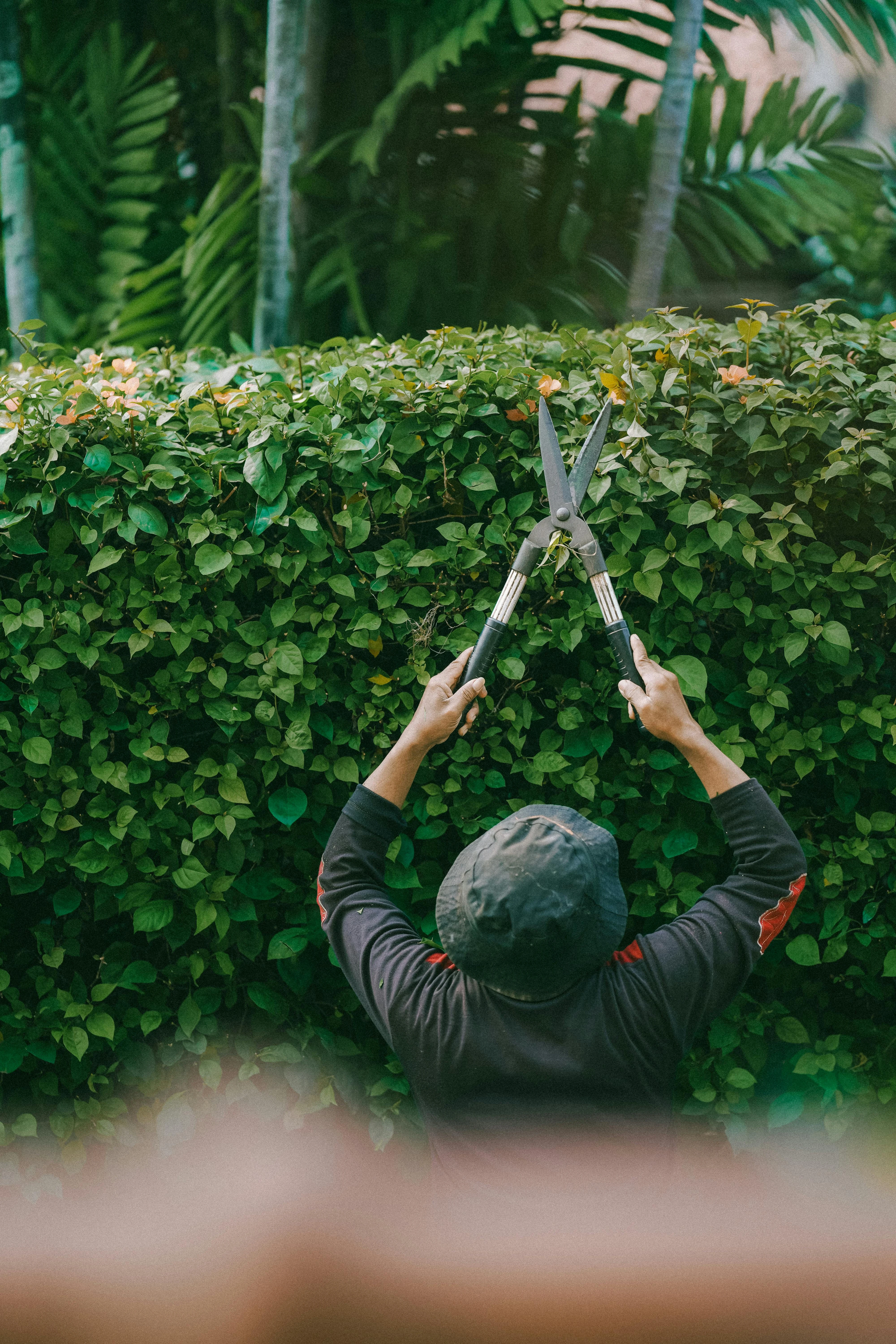 A gardener carefully pruning shrubs in a lush, well-maintained garden.