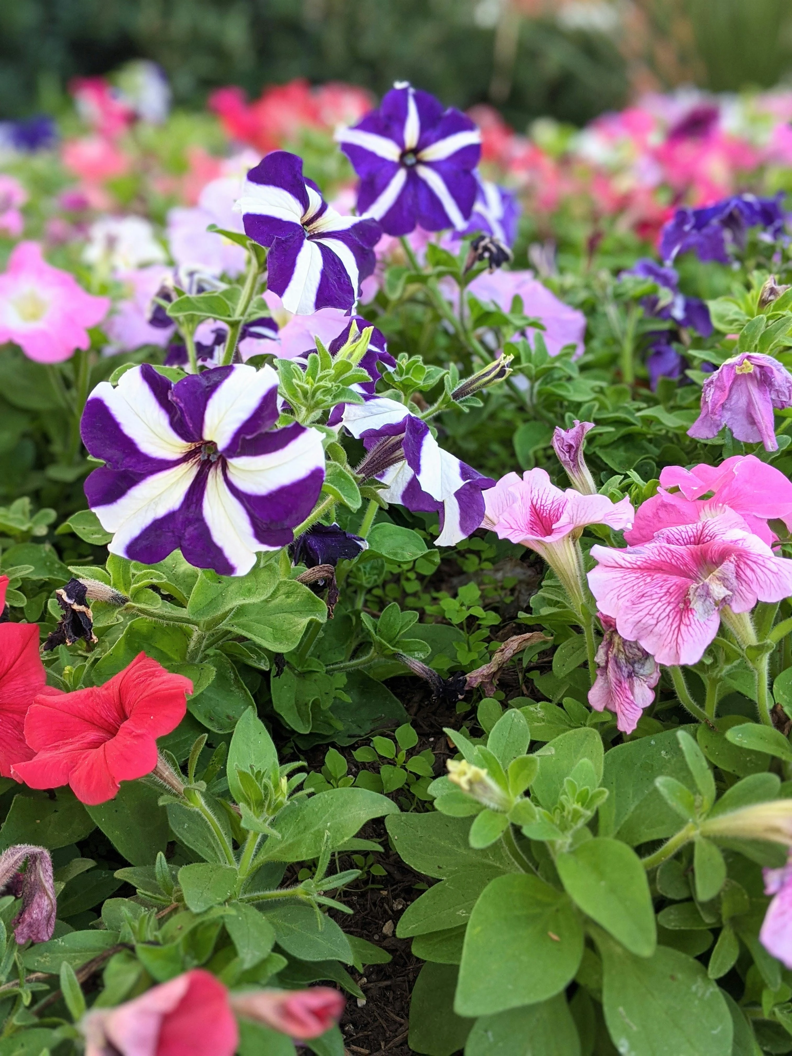 Colorful flower beds with a variety of blooming plants
